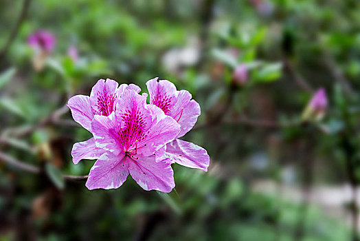 杜鹃花