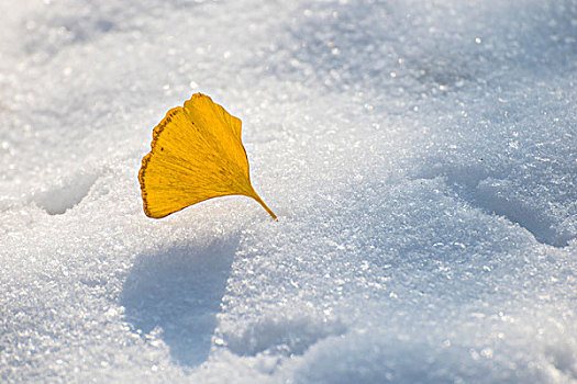 雪地上的银杏叶