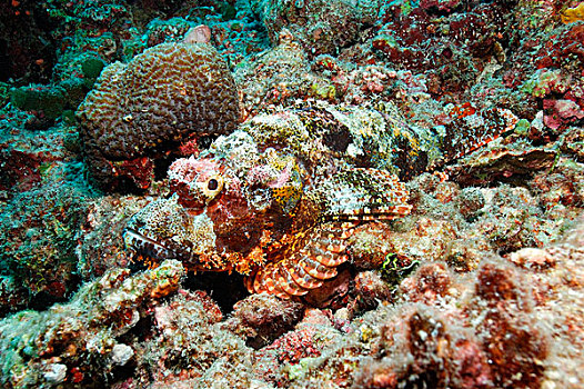 鲉,珊瑚,礁石,马尔代夫