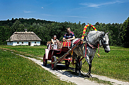 人,马,马车,乘,乡村,景色,乌克兰,东欧