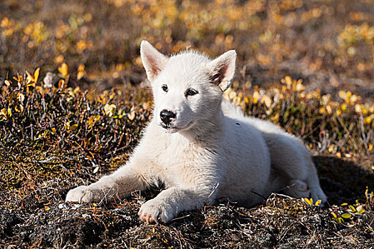 格陵兰,狗,格陵兰岛,哈士奇犬,小狗,北美