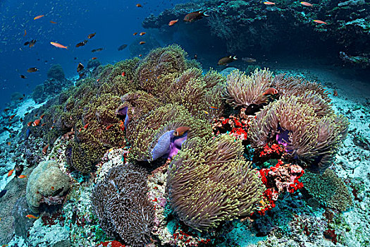 珊瑚礁,遮盖,华美,海银莲花属,公主海葵,环礁,印度洋,马尔代夫,亚洲