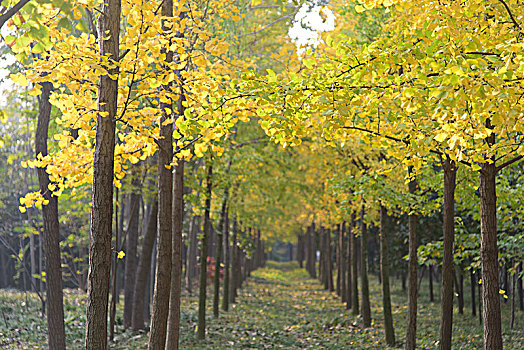 秋天银杏树林