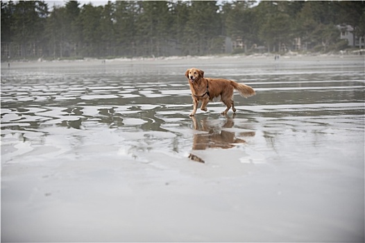 狗,走,湿,海滩