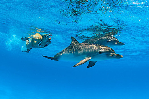 水下呼吸管,大西洋点斑原海豚,花斑原海豚,大巴哈马岛,巴哈马,中美洲