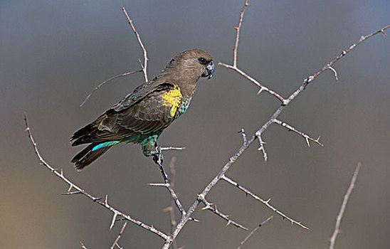 鹦鹉,埃托沙国家公园,纳米比亚,非洲