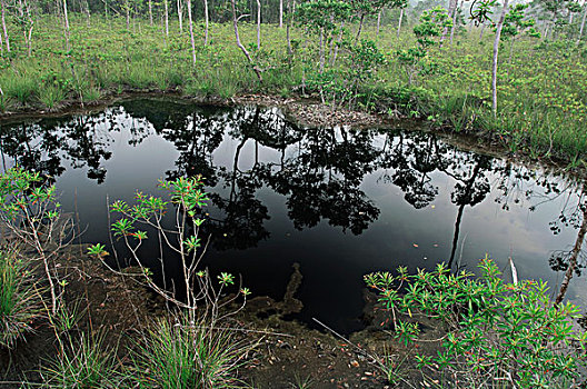 湿地,婆罗洲,马来西亚