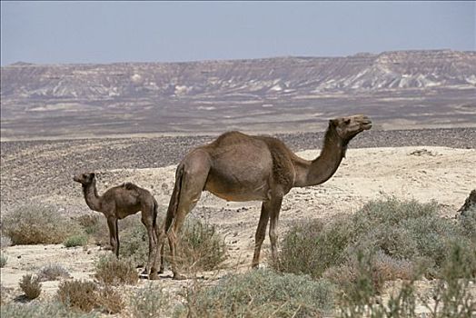单峰骆驼,骆驼,幼兽,埃及