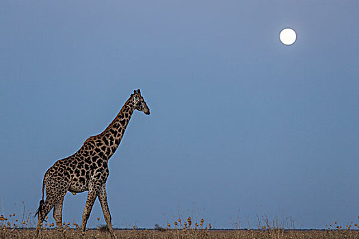 非洲,博茨瓦纳,乔贝国家公园,长颈鹿,走,草地,萨维提,湿地,下方,上升,满月