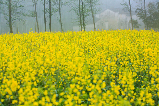 田园,油菜花,梦幻,烟雨,乡村