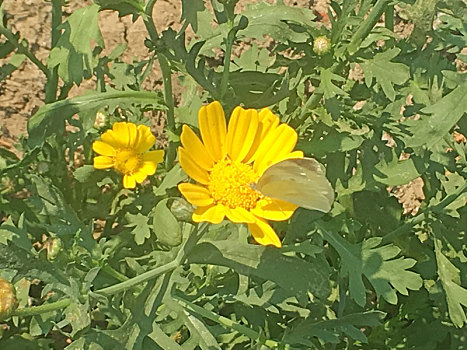 一片黄颜色的花朵