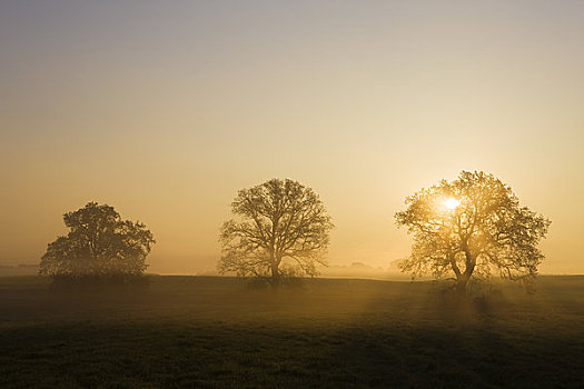 日出,上方,树,地点,梅克伦堡州,德国