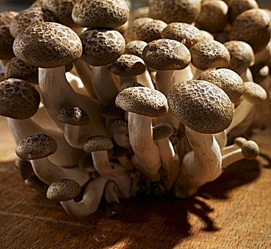 蘑菇,木质背景