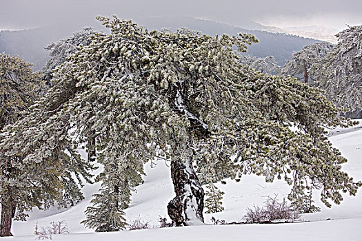 黑色,松树,古老,树林,雪,冰冷,雾,特罗多斯,山峦,南方,塞浦路斯