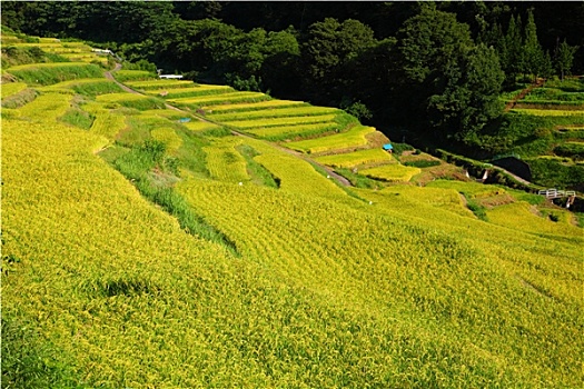 阶梯状,稻田,日本
