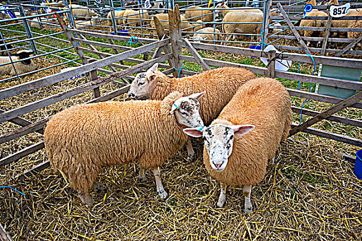 英格兰,格洛斯特郡,绵羊,畜栏,展示,传统,一个,白天,农业,马展,科茨沃尔德