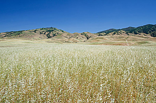 草,土地,山麓,山峦,加利福尼亚,美国