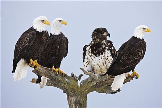四个,白头鹰,栖息,树上,等待,岸边,卡契马克湾,本垒打,阿拉斯加