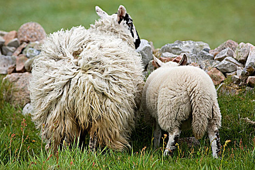 绵羊,毛织品,凌乱,风,冰岛,爱尔兰,欧洲
