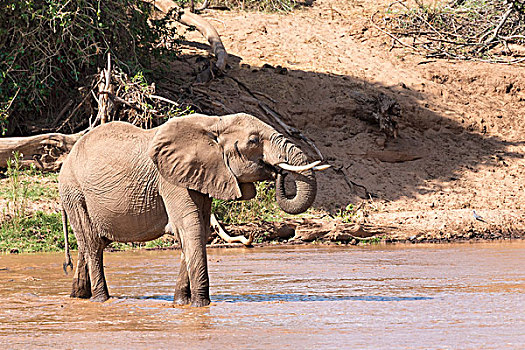 非洲象,喝,河,萨布鲁国家公园,肯尼亚,非洲