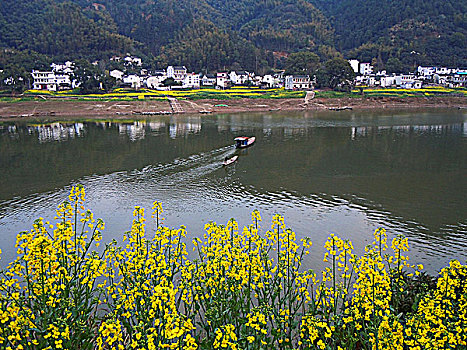 安徽黄山歙县新安江画廊油菜花