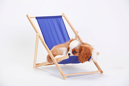 查尔斯王犬,小狗,布伦海姆,卧,蓝色,折叠躺椅,白色背景
