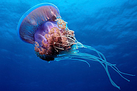 紫色,水母,游泳,深海,靠近,埃及,红海,水下