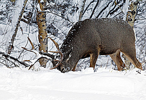 长耳鹿,骡鹿,雄性,西南方,艾伯塔省,加拿大
