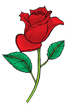 一个,红玫瑰,婚礼,绘画,贺卡,矢量,插画