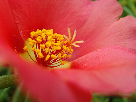 马菜,马齿苋,马菜花