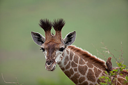 长颈鹿,幼兽,纳塔耳,南非