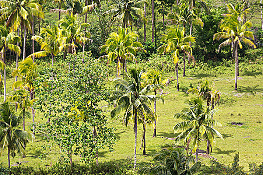 棕榈树,保和省,菲律宾,亚洲