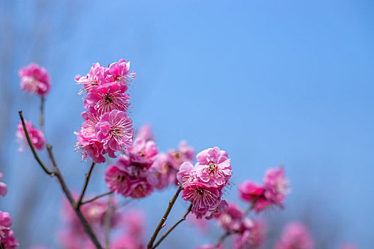 浅蓝色背景下粉红色的花朵