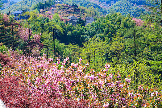 山野,樱花,烂漫