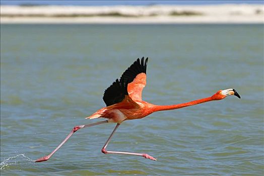 大红鹳,火烈鸟,飞起,尤卡坦半岛,墨西哥
