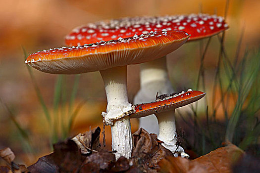 毒蝇伞,白毒蝇鹅膏菌,蘑菇,费吕沃,荷兰