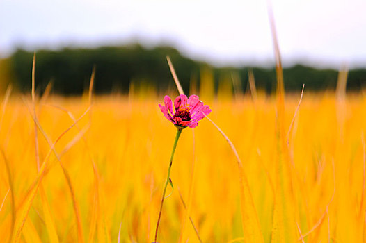 一枝花