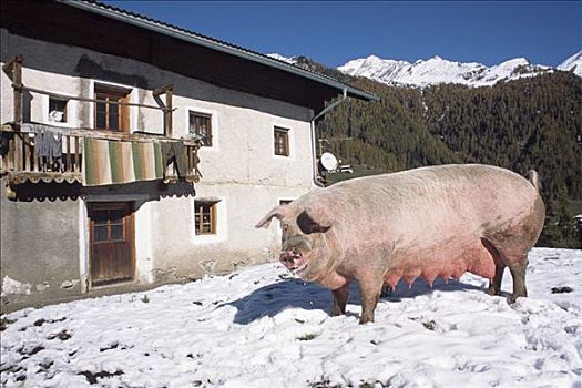 家猪,山峦,南蒂罗尔,意大利,欧洲