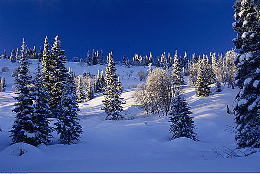松树,冬天,不列颠哥伦比亚省,加拿大