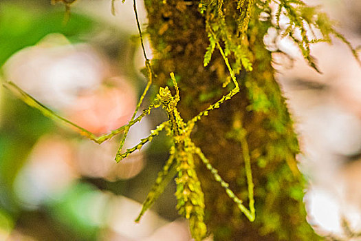 madagascar马达加斯加隐形昆虫stickyinsects微距