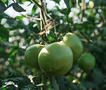 羊城广州初冬农科院菜园菜心菜地里的指天椒