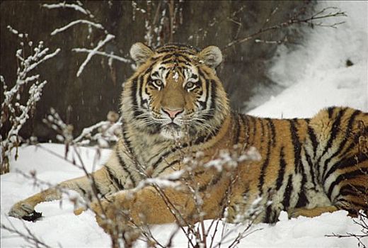 西伯利亚虎,东北虎,卧,雪中,亚洲