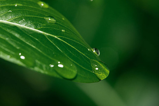 微距,植物,绿色,绿植,树叶,水滴