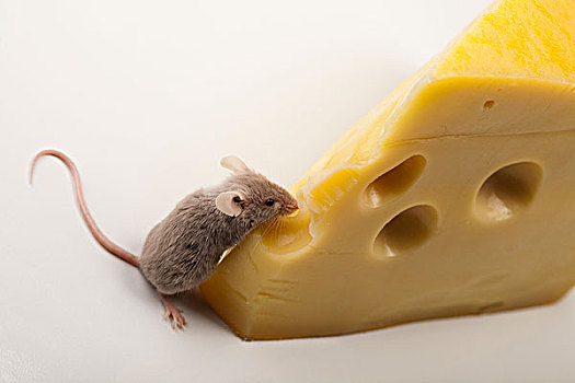 有趣,老鼠,奶酪