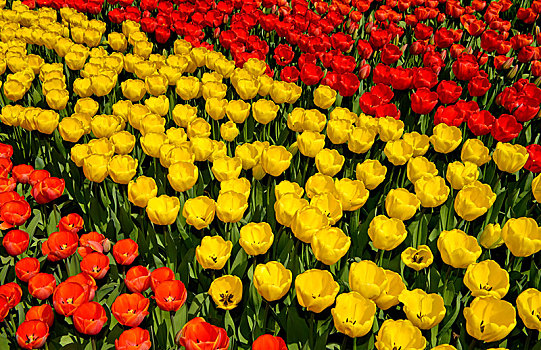 花坛,黄色,红色,荷兰,郁金香,郁金香属,库肯霍夫公园,花展,欧洲