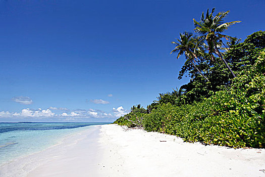 棕榈树,海滩,岛屿,环礁,马尔代夫