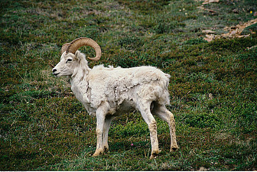 野大白羊,德纳里峰国家公园,阿拉斯加,美国