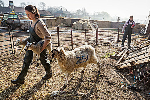 两个女人,绵羊,畜栏,一个,两个,诞生,羊羔,母羊,走,挨着
