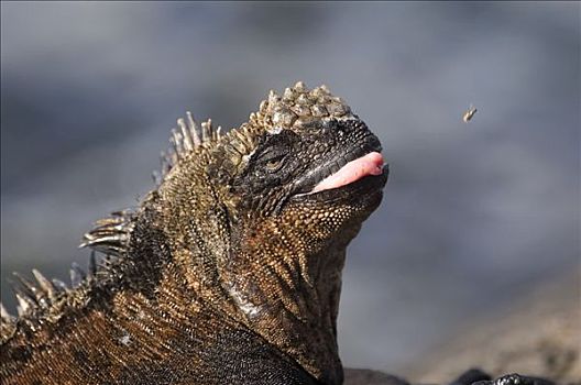 海鬣蜥,圣地亚哥,岛屿,加拉帕戈斯群岛,世界遗产,厄瓜多尔