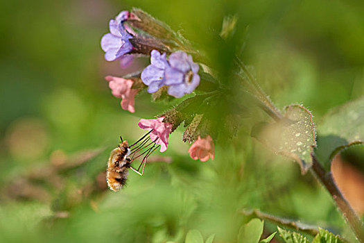 大,蜜蜂,苍蝇,日兜藓,花,特写